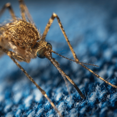 moustique posé sur une feuille