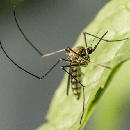 moustique posé sur une feuille